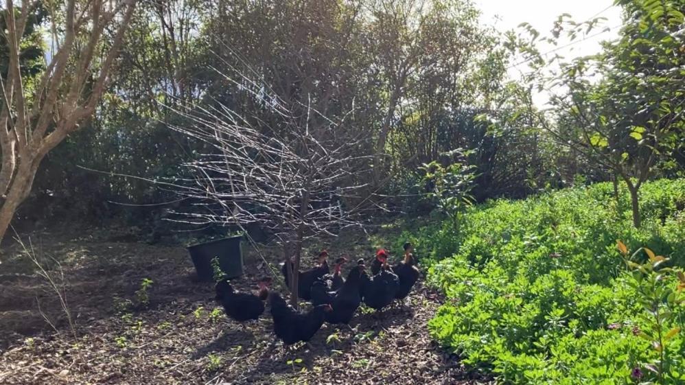 Vistalinda Farmhouse Faja dos Vimes Экстерьер фото